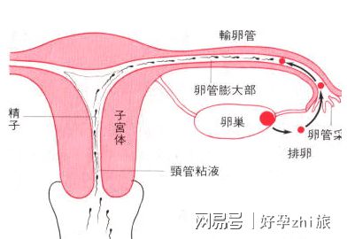 不孕检查