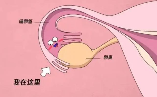 个人代孕