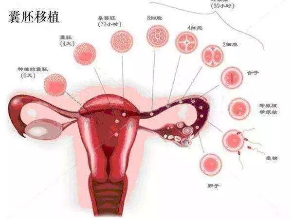 东莞试管婴儿费用
